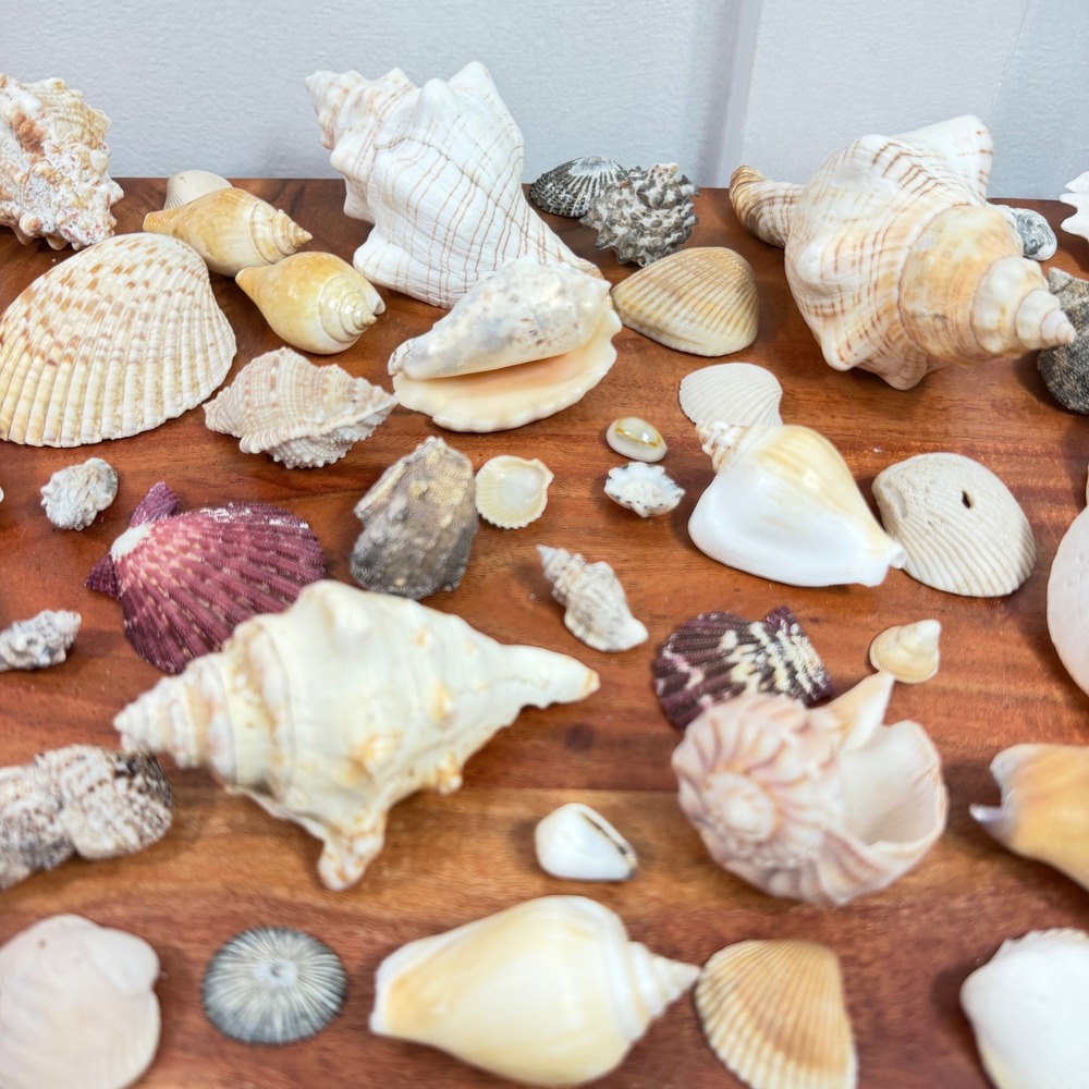 Large Assorted Sea Shell Collection Natural Conch Scallop Whelk Beach Decor Lot - Picture 13 of 16